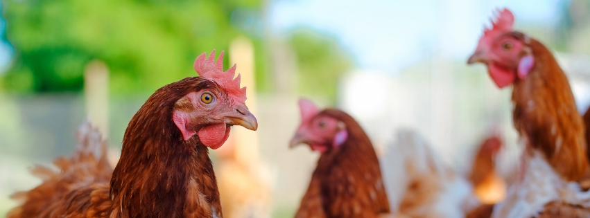 loslopende kippen